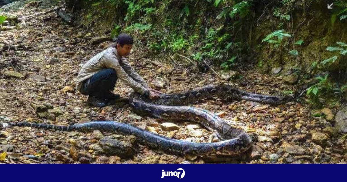 Indonésie : une femme avalée par un python de 5 mètres