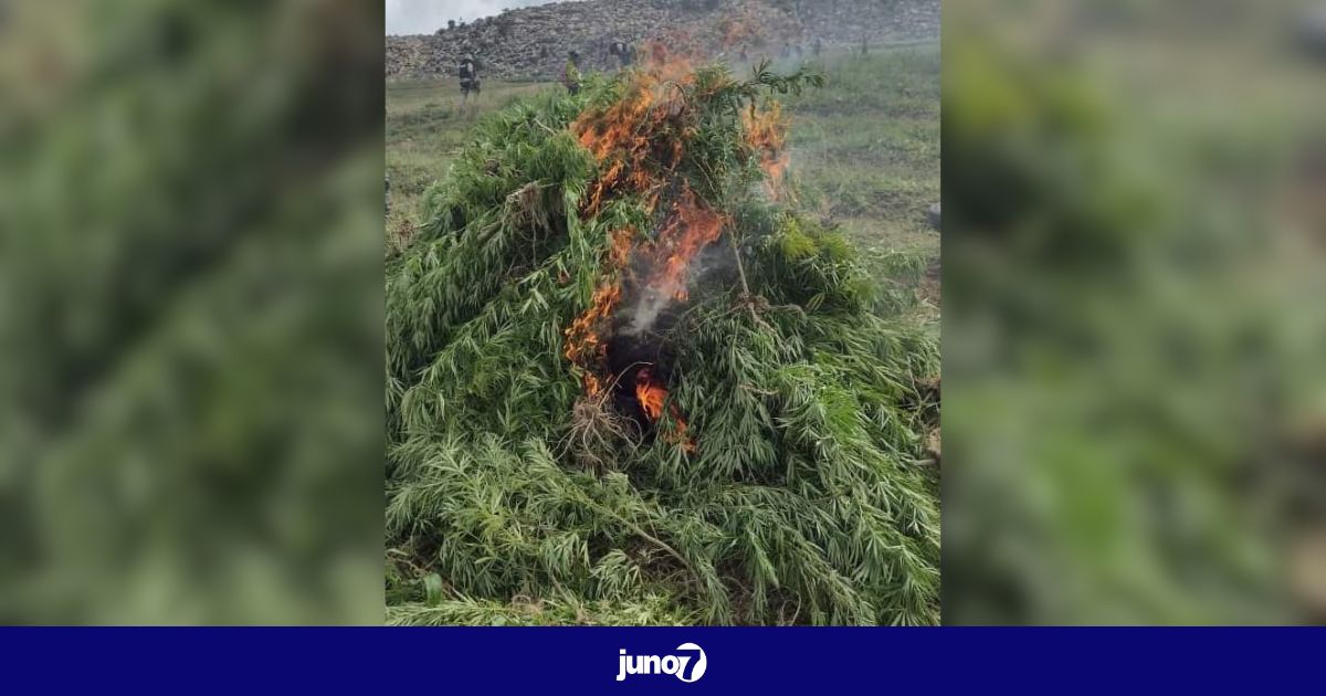 La police du Sud-est détruit un champ de marijuana sur environ un demi carreau de terre à Belle-AnseMen